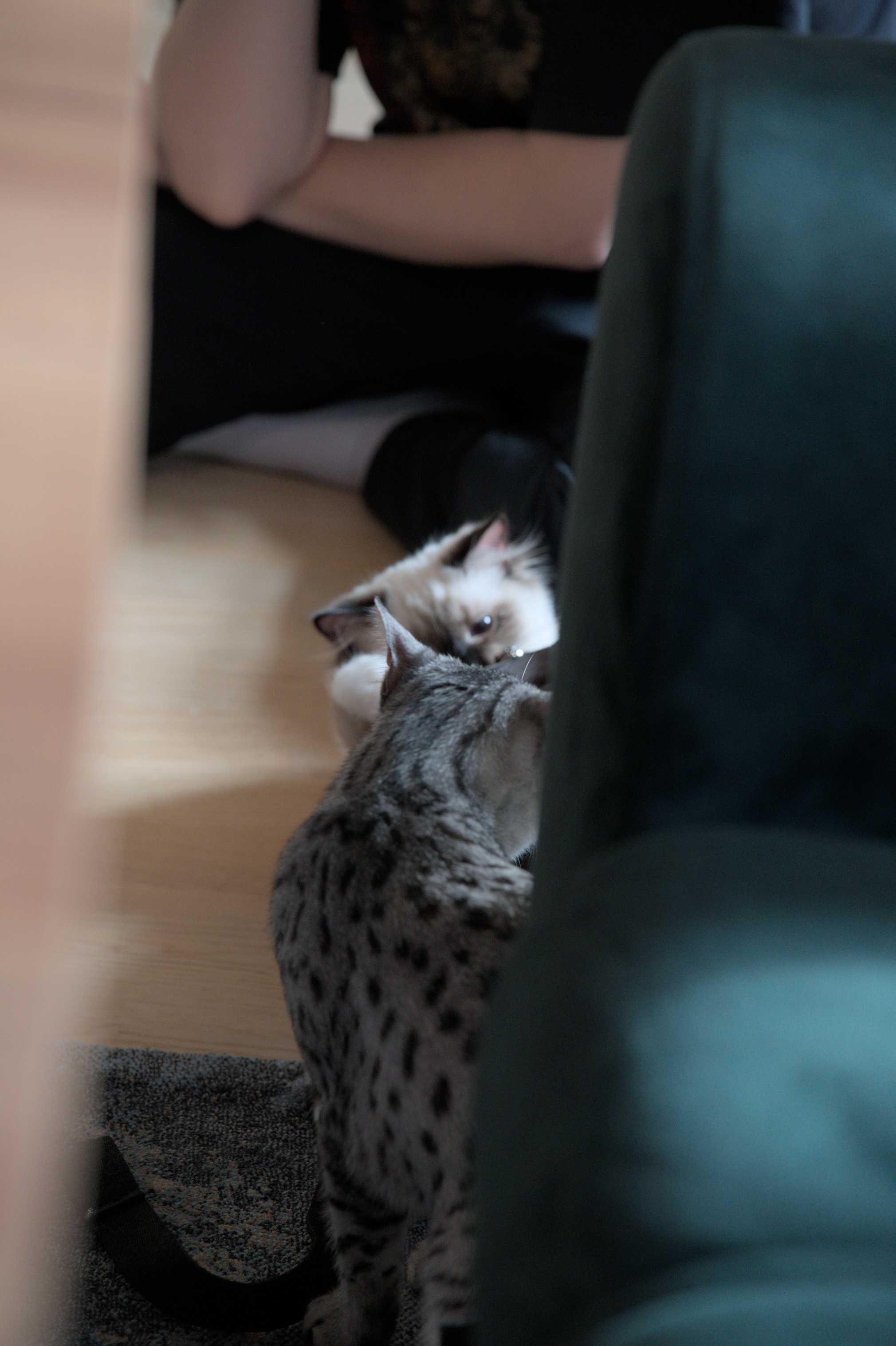 2025/10/12 - cats/DSC_0081.jpg